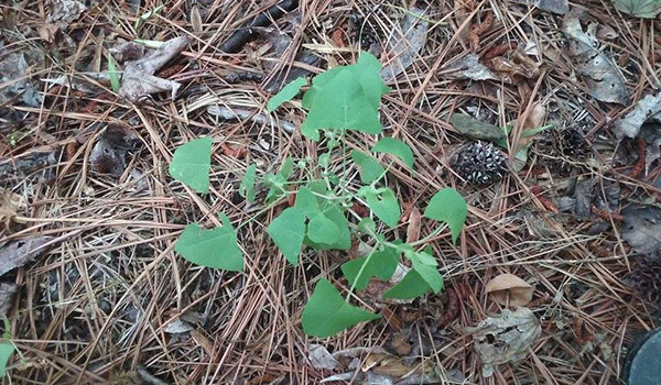 Are invasives evil? Anne Arundel Weed Resistance