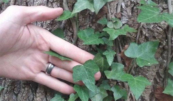 AAWR-events-and-resources Events and resources - Anne Arundel Weed Resistance